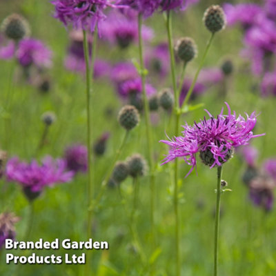 Wildflower Common Knapweed 1 Seed Packet (300 Seeds)