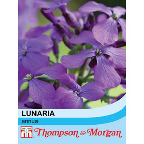 Wildflower Honesty (Lunaria Annua) 1 Seed Packet (50 Seeds)