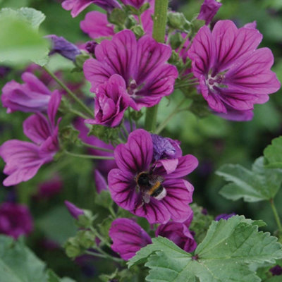 Wildflower Seeds for The Garden - Grow Your Own Wild Flower Seed Mix Poppies, Meadow Flowers & Grasses Bee Friendly Blooms