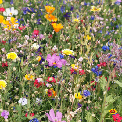 Wildflower Seeds More Than 21 Pure Scent  NO Grass Bee Butterfly Mix Meadow Garden UK Seed 50 Square Meter
