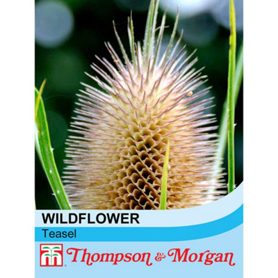 Wildflower Teasel (Dipsacus sylvestris) 1 Packet (100 Seeds)