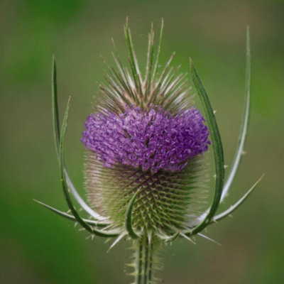 Wildflower Teasel (Dipsacus sylvestris) 1 Packet (100 Seeds)