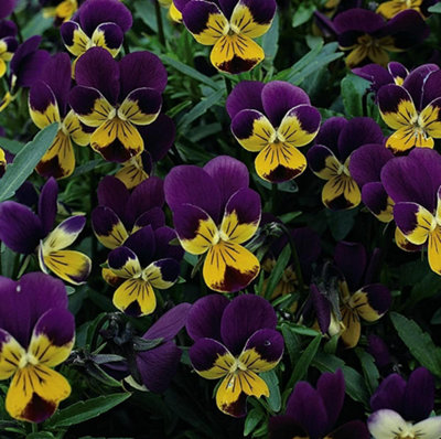 Wildflower Wild Pansy (Viola Tricolor) 1 Packet (75 Seeds)