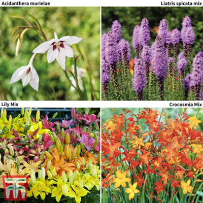 Wildlife Friendly Bulb Collection - 85 Spring Flowering Bulbs | DIY at B&Q