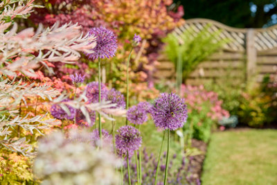 A colourful wildlife garden with purple flowers in the foreground with various trees, bushes and other colourful plants in the background.