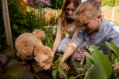 Two people planting flowers in a planter as a dog stood on top of the planter watches.