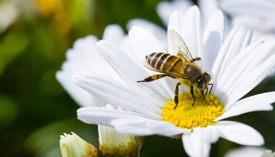 Bee sat on top of the centre of a white flower.
