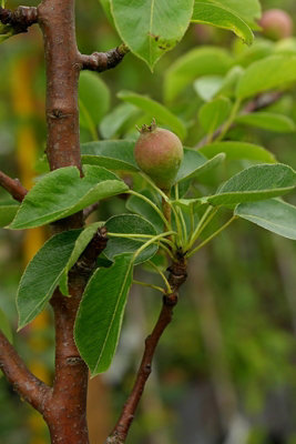 Williams' Bon Chretien Pear (Pyrus) Tree - 7Ltr Potted