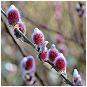 Willow Mount Aso / Salix Gracilistyla in 9cm Pot, Very Attractive Fuzzy Pink Catkins 3FATPIGS