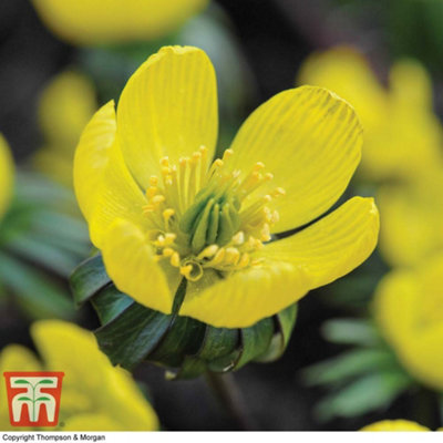 Winter Aconite x 25 Spring Flowering bulbs