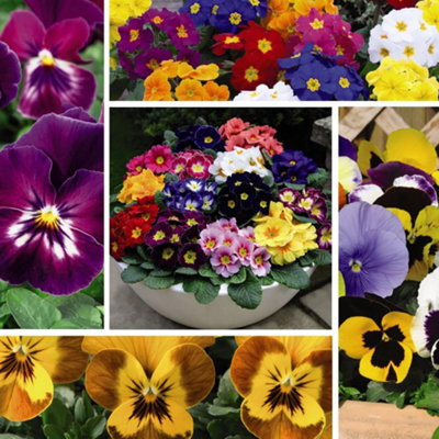Winter Bedding Best Seller Mix Collection 72 Plug Plants