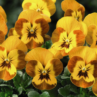 Winter Bedding Best Seller Mix Collection 72 Plug Plants