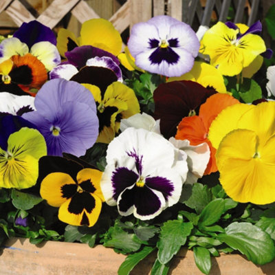 Winter Bedding Best Seller Mix Collection 72 Plug Plants - 4