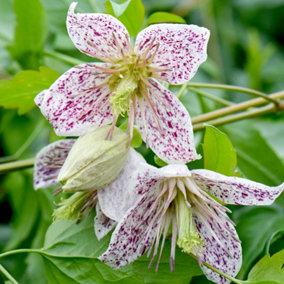 Winter Flowering Clematis - Advent Bells 7cm Potted Plant x 1