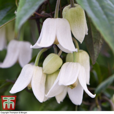 Winter Flowering Clematis 'Winter Beauty' 7cm Potted Plant x 1 - 3