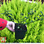Winter Flowering Jasmine - Jasminum Nudiflorum - 9cm Potted Plant  x 2