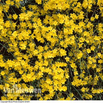 Winter Flowering Jasmine - Jasminum Nudiflorum - 9cm Potted Plant  x 2
