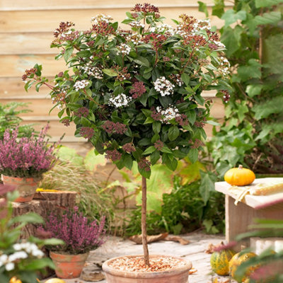 Winter Flowering Viburnum tinus 'Eve Price' 80cm Standard Tree in a 3L Pot
