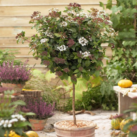 Winter Flowering Viburnum tinus 'Eve Price' 80cm Standard Tree in a 3L Pot
