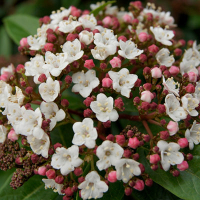 Winter Flowering Viburnum tinus 'Eve Price' 80cm Standard Tree in a 3L Pot