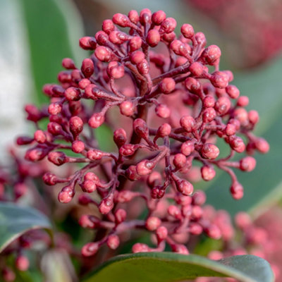 Winter Flowering Viburnum tinus 'Eve Price' 80cm Standard Tree in a 3L Pot - 3