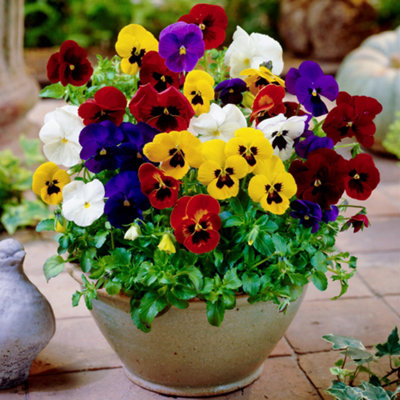 Winter Flowering Viola Mix in Pots - Bedding and Basket Plants Garden ...