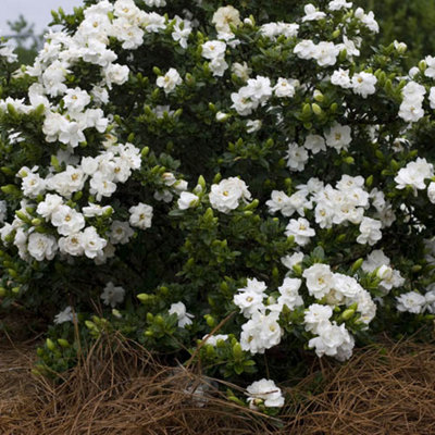 Winter Hardy Gardenia 'Crown Jewel' Flowering Shrub Plant in a 9cm Pot Hardy Shrubs Ready to Plant Out