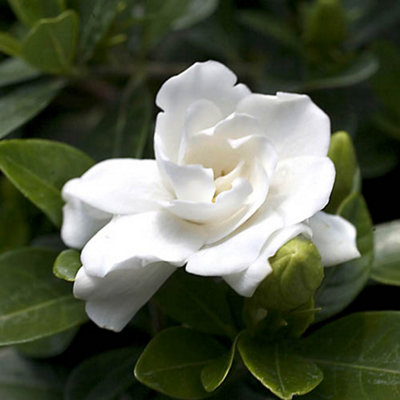 Winter Hardy Gardenia 'Crown Jewel' Flowering Shrub Plant in a 9cm Pot Hardy Shrubs Ready to Plant Out