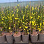 Winter Jasmine Established Plant in 2L Pot with Cane