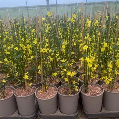 Winter Jasmine Pair of Established Plants in 2L Pots with Canes