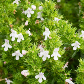Winter Savory Herb Plant - Robust, Compact Growth, Versatile Herb (5-15cm Height Including Pot)