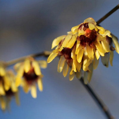 Wintersweet Outdoor Shrub Plant Chimonanthus Praecox Garden Plants 2L Pot