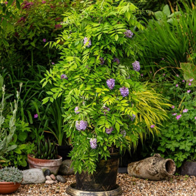 Wisteria Amethyst Falls 9cm Potted Plant x 1 + Tower Potted Plant