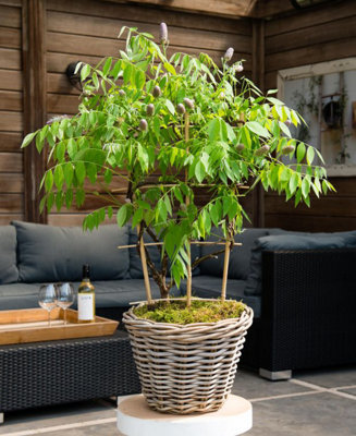 Wisteria 'Amethyst Falls' - Compact Wisteria For Pots & Patios - Supplied  in 15cm Pot With Cane