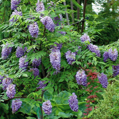 Wisteria 'Amethyst Falls' (Lilac) in a 15cm Pot Ready to Plant Established Plants Outdoor Plants Garden Ready