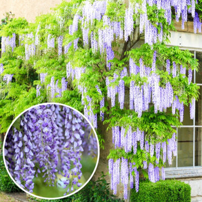 Wisteria Blue - Enchanting Flowering Vine for Beautiful Outdoor Spaces - UK  Plant (30-40cm Height Including Pot)