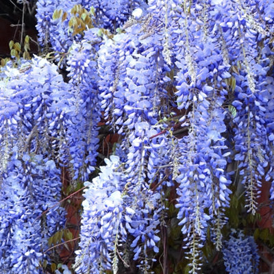 Wisteria Blue - Enchanting Flowering Vine for Beautiful Outdoor Spaces - UK Plant (30-40cm Height Including Pot)