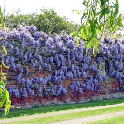 Wisteria Blue - Enchanting Flowering Vine for Beautiful Outdoor Spaces - UK Plant (30-40cm Height Including Pot)