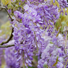 Wisteria Blue - Fast-Growing Vine, Beautiful Flowers, Hardy (20-30cm Height Including Pot)