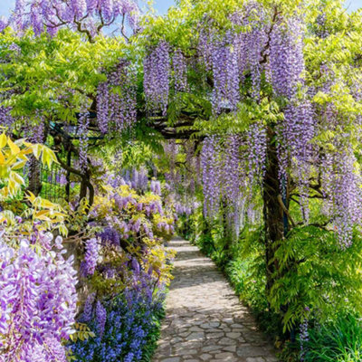 Wisteria Chinensis Amethyst 175cm 3 Litre Potted Plant x 1