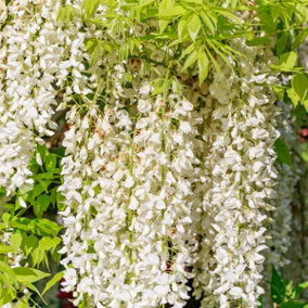 Wisteria floribunda Alba/ Japanese White Wisteria Alba in 2L Pot, Fragrant Flowers 3FATPIGS