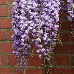 Wisteria Floribunda Double Black Dragon Purple Flowering Vine 60cm Cane 3L Pot