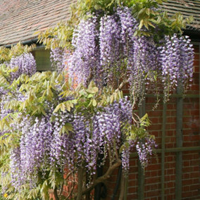 Wisteria Floribunda Japanese Purple Vine Climbing Plant 60cm Cane 3L Pot