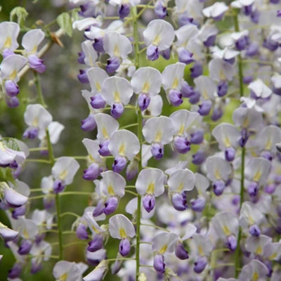 Wisteria Floribunda Multijuga Japanese White Flowering Plant 1.5m Cane 5L Pot