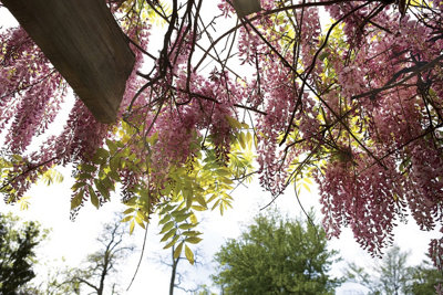 Wisteria 'Floribunda Rosea' / Pink Japanese Wisteria in 2L Pot, Fragrant  Flowers. 3FATPIGS