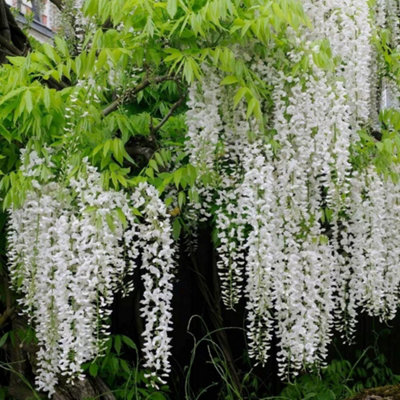 Wisteria floribunda Shiro-noda White Japanese Climbing Plant 1.5m Cane 5L Pot