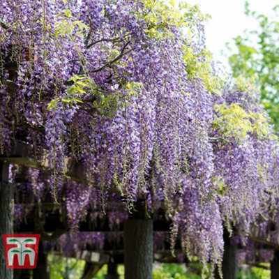 Wisteria Formosa Issai 2 Litre Potted Plant x 1