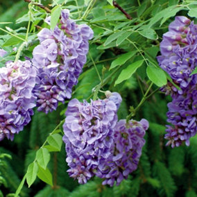 Wisteria frutescens Amethyst Falls Purple Flowering Vine Plant 60cm Cane 3L Pot