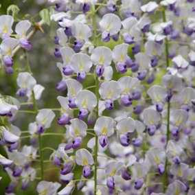 Wisteria Multijuga Japanese Wisteria White Flowering Vine Plant 60cm Cane 3L Pot