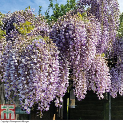 Wisteria Prolific 1.5 Litre Potted Plant x 1